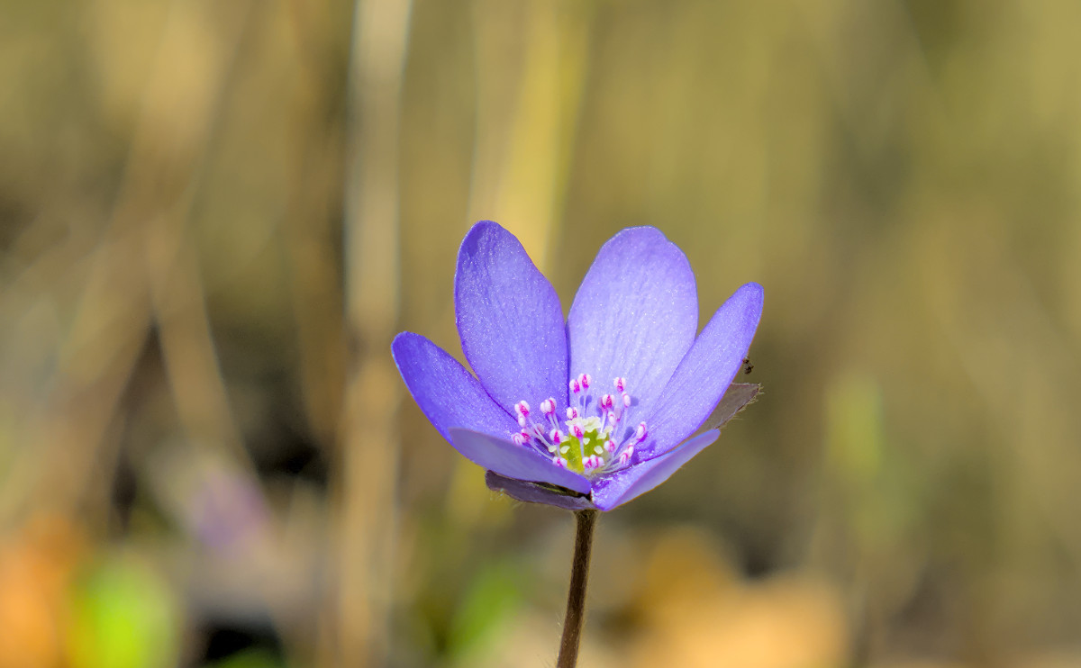 Hepatica nobilis