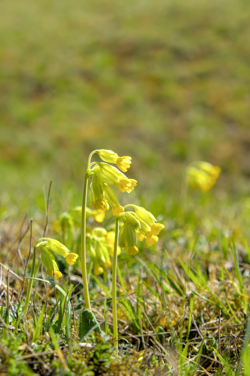 Primula veris