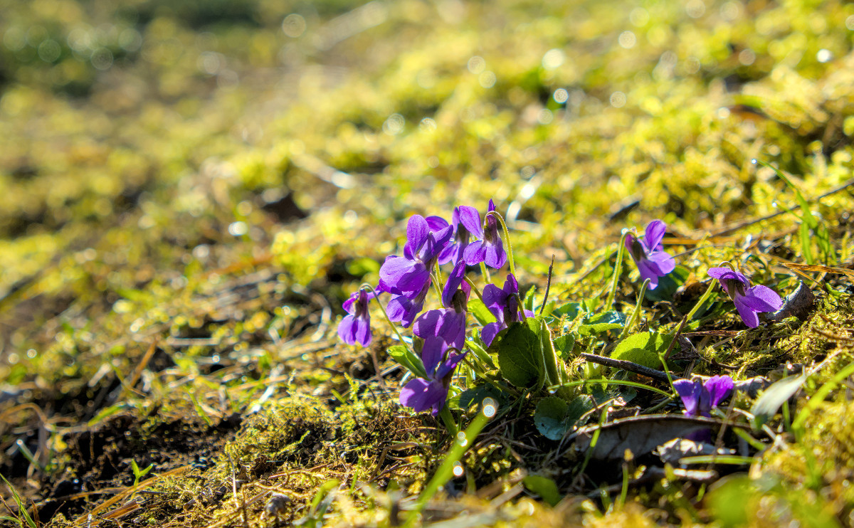 Viola odorata