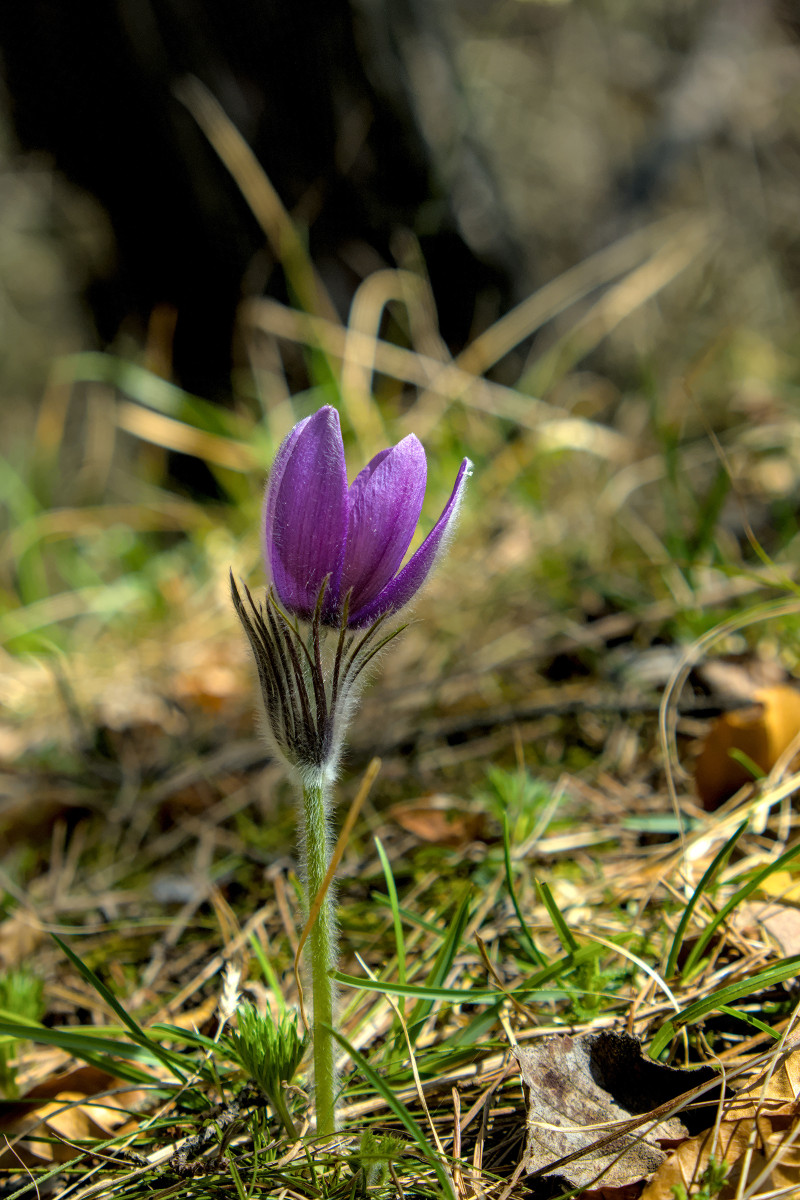 Pulsatilla vulgaris