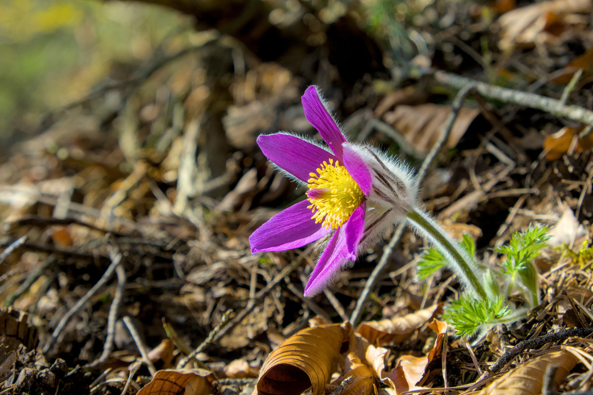 Pulsatilla vulgaris