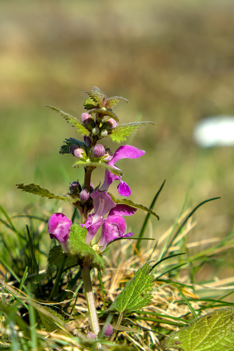 Lamium maculatum