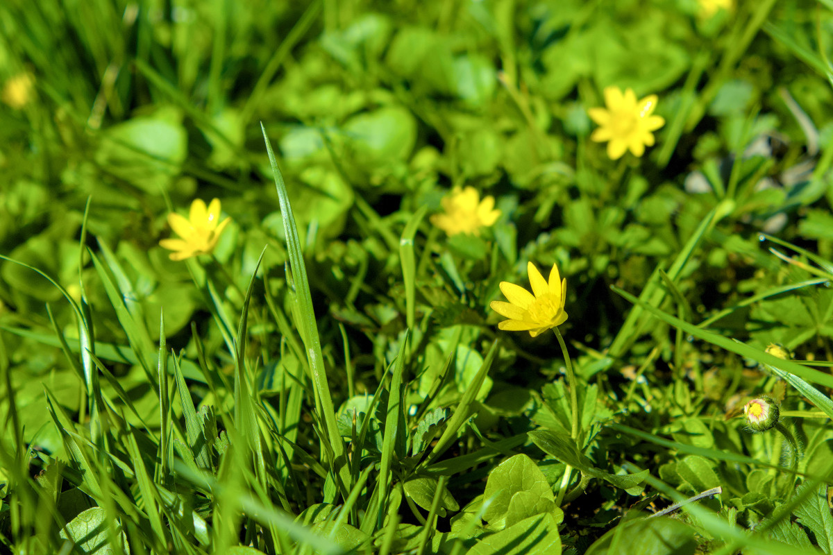 Ficaria verna