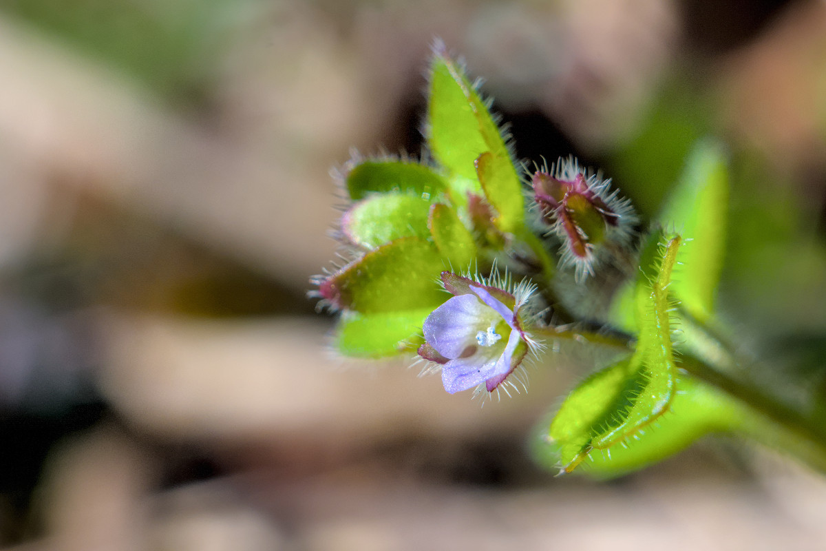 Veronica sublobata