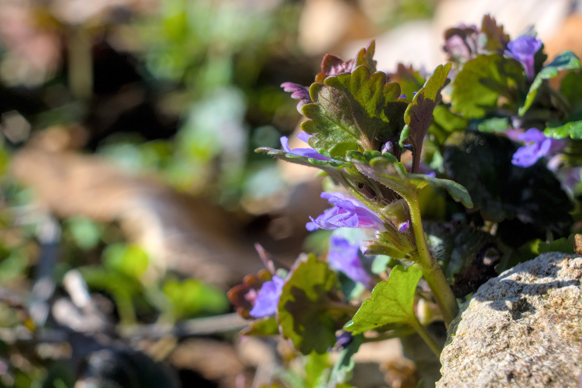 Glechoma hederacea