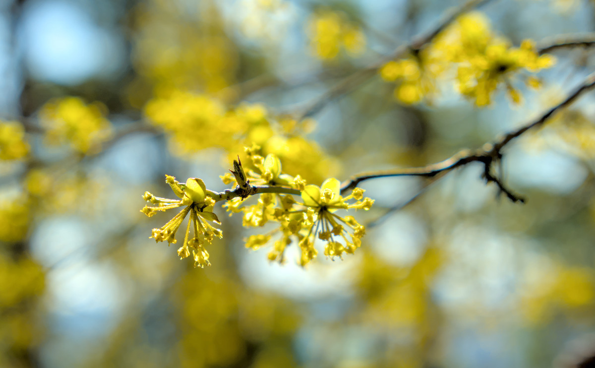 Cornus mas