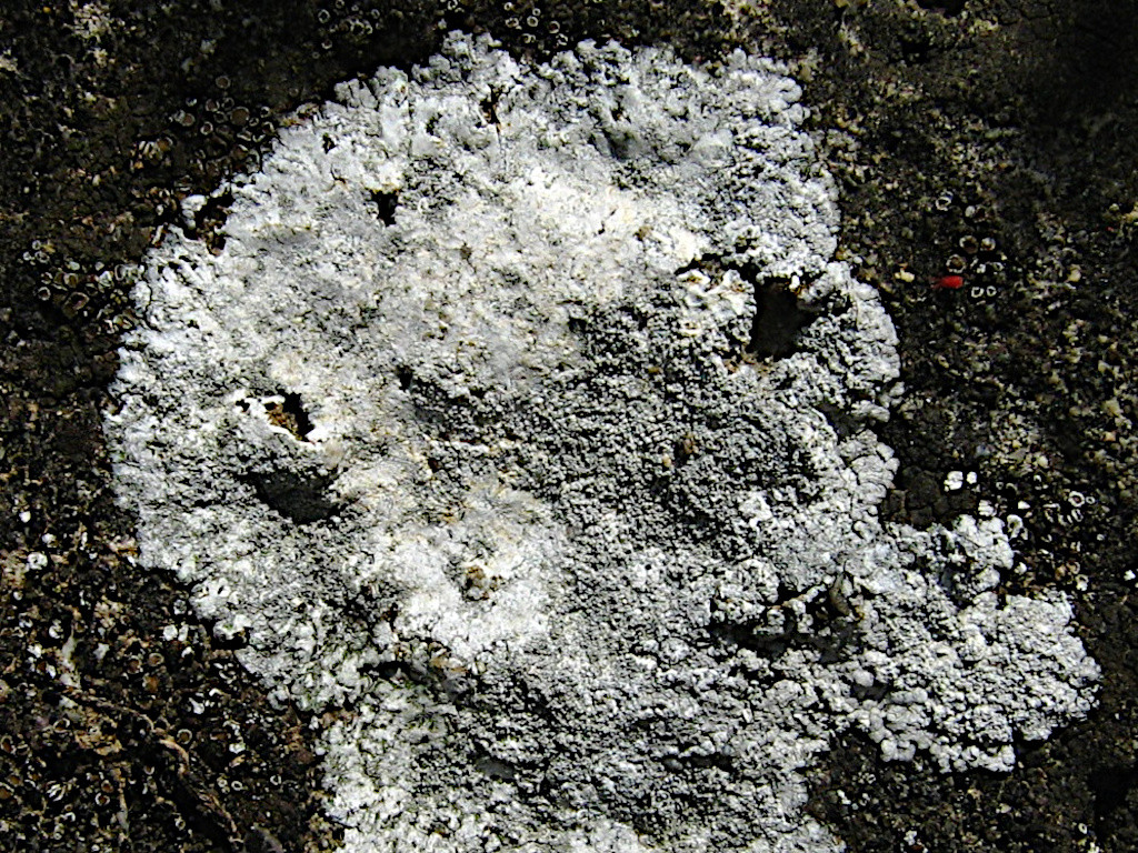 Kuettlingeria (Caloplaca) teicholyta_06-2008_Auf Mauergestein.jpg
