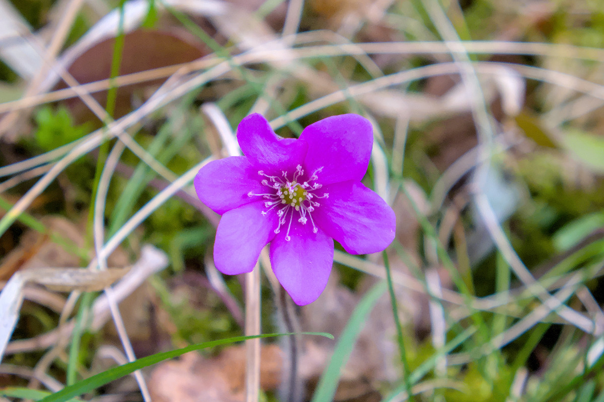 Hepatica nobilis - 2025.04.09.jpg