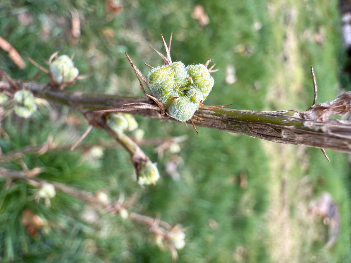 vermutlich Caragana arborescens