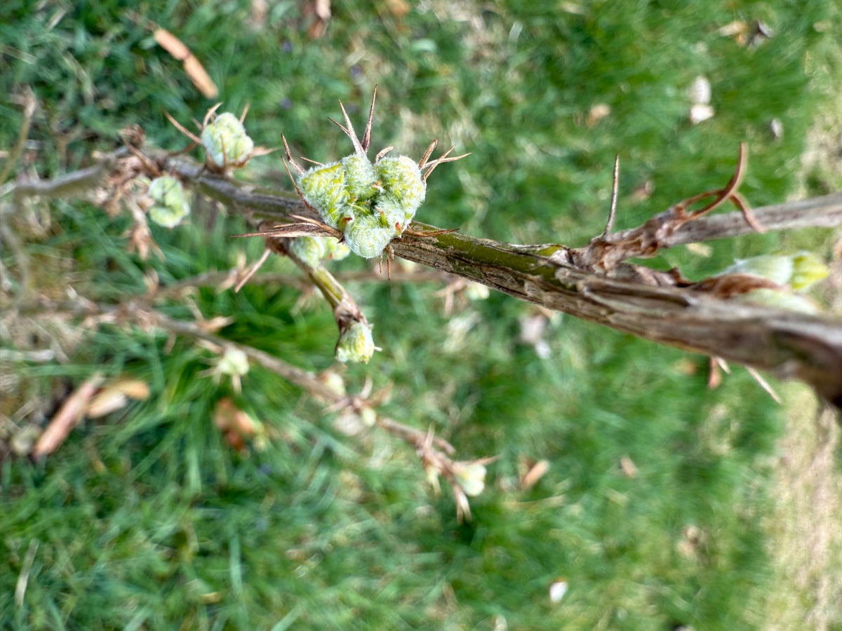 vermutlich Caragana arborescens