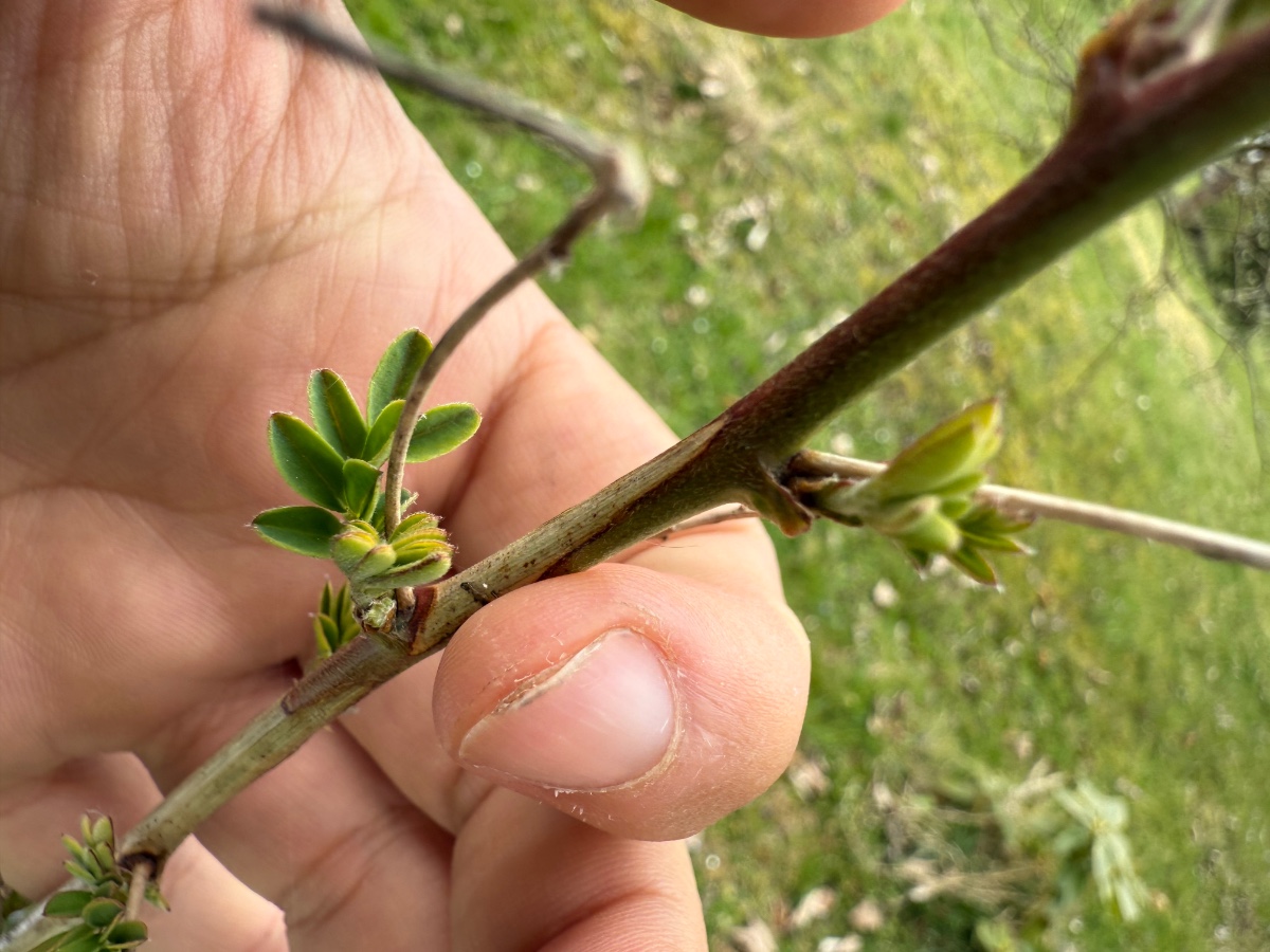 vermutlich Colutea arborescens