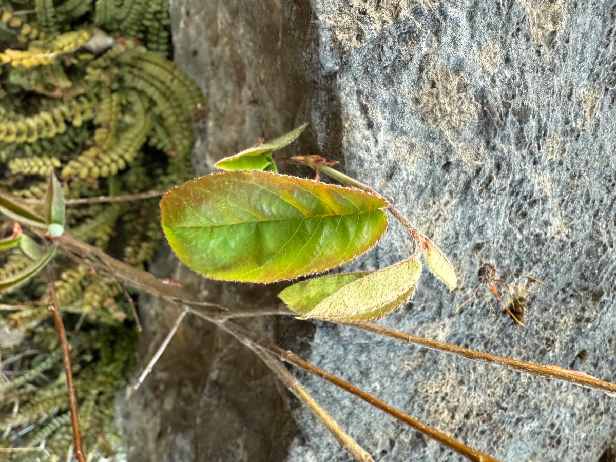 IMG_3524.jpeg