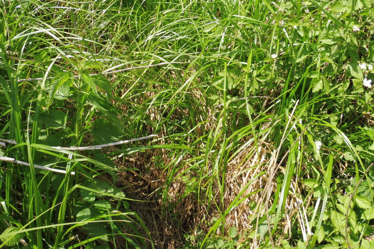 Carex buekii Elbe 1.JPG