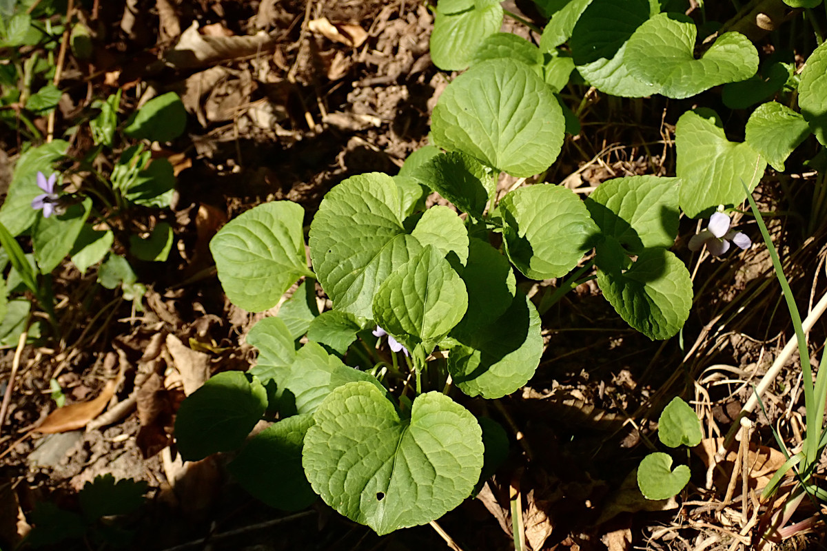 Viola-a_04-2025.jpg