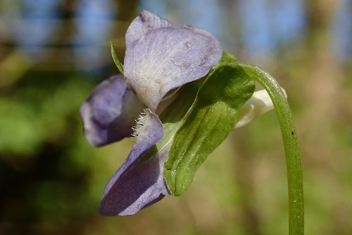 Viola-c_04-2025.jpg