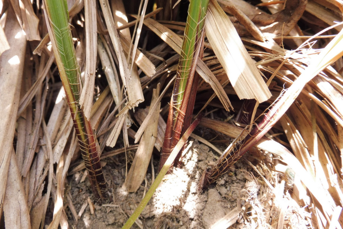 Carex buekii Elbe 2.JPG