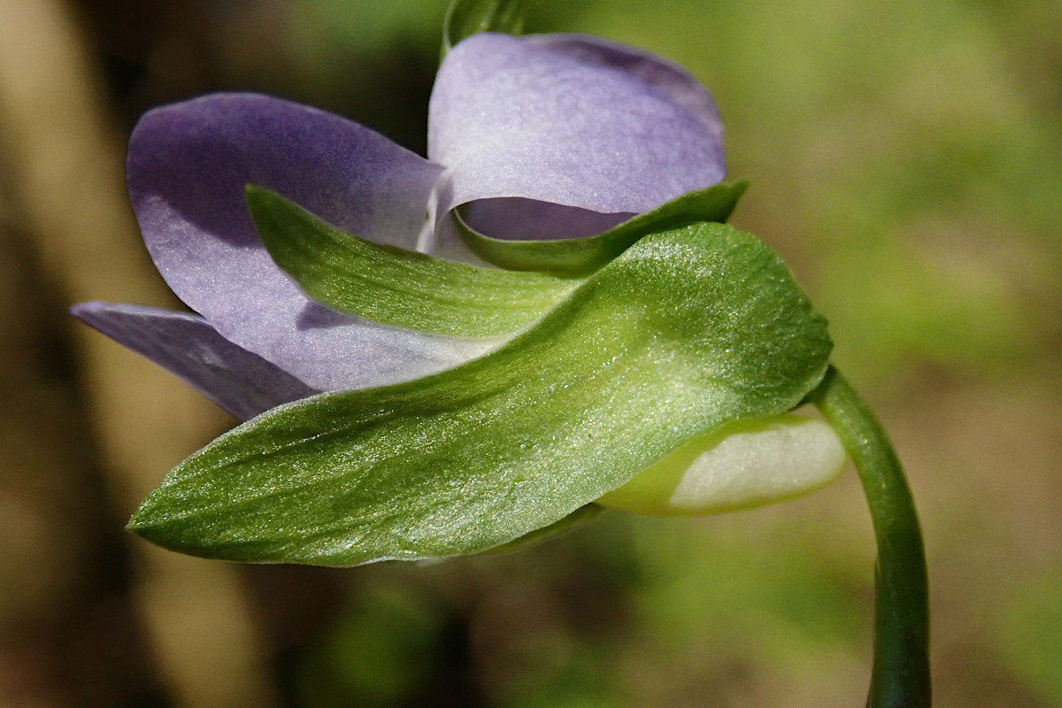 Viola-d_04-2025.jpg