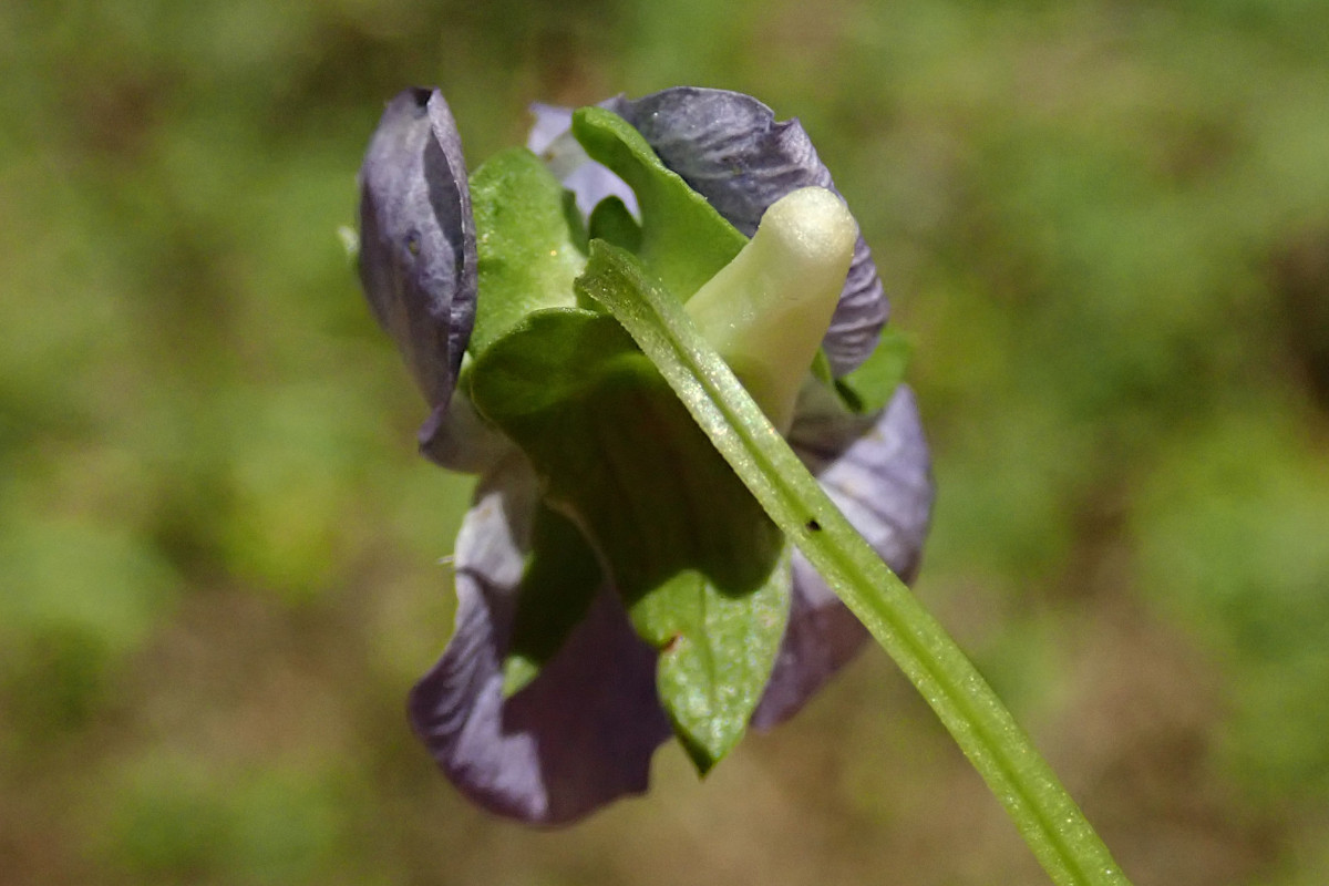 Viola-e_04-2025.jpg