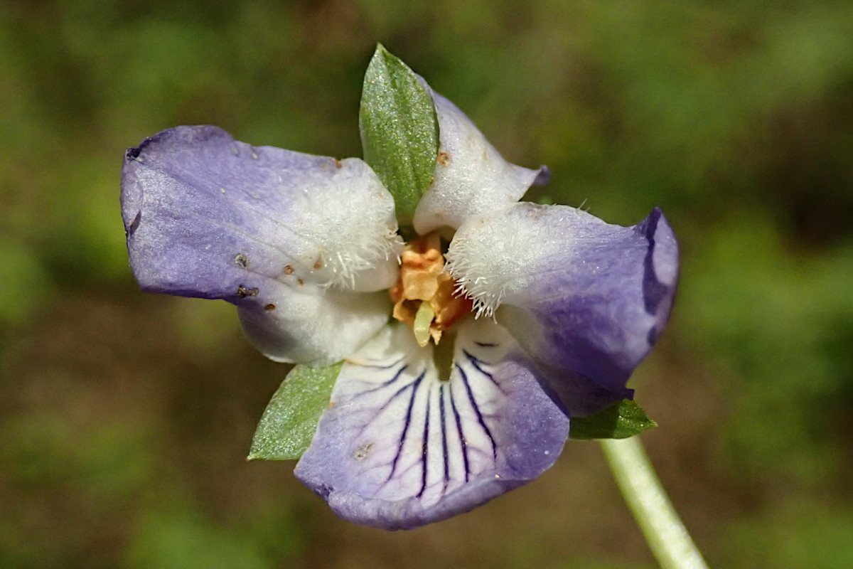 Viola-f_04-2025.jpg