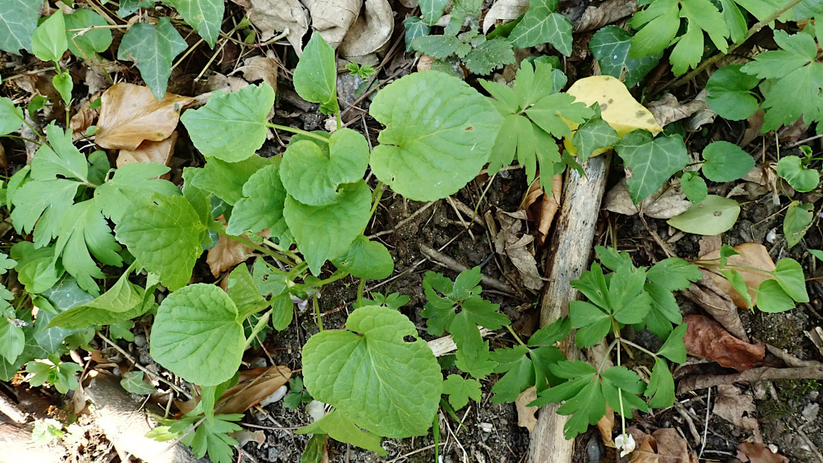 Viola-g_04-2025.jpg