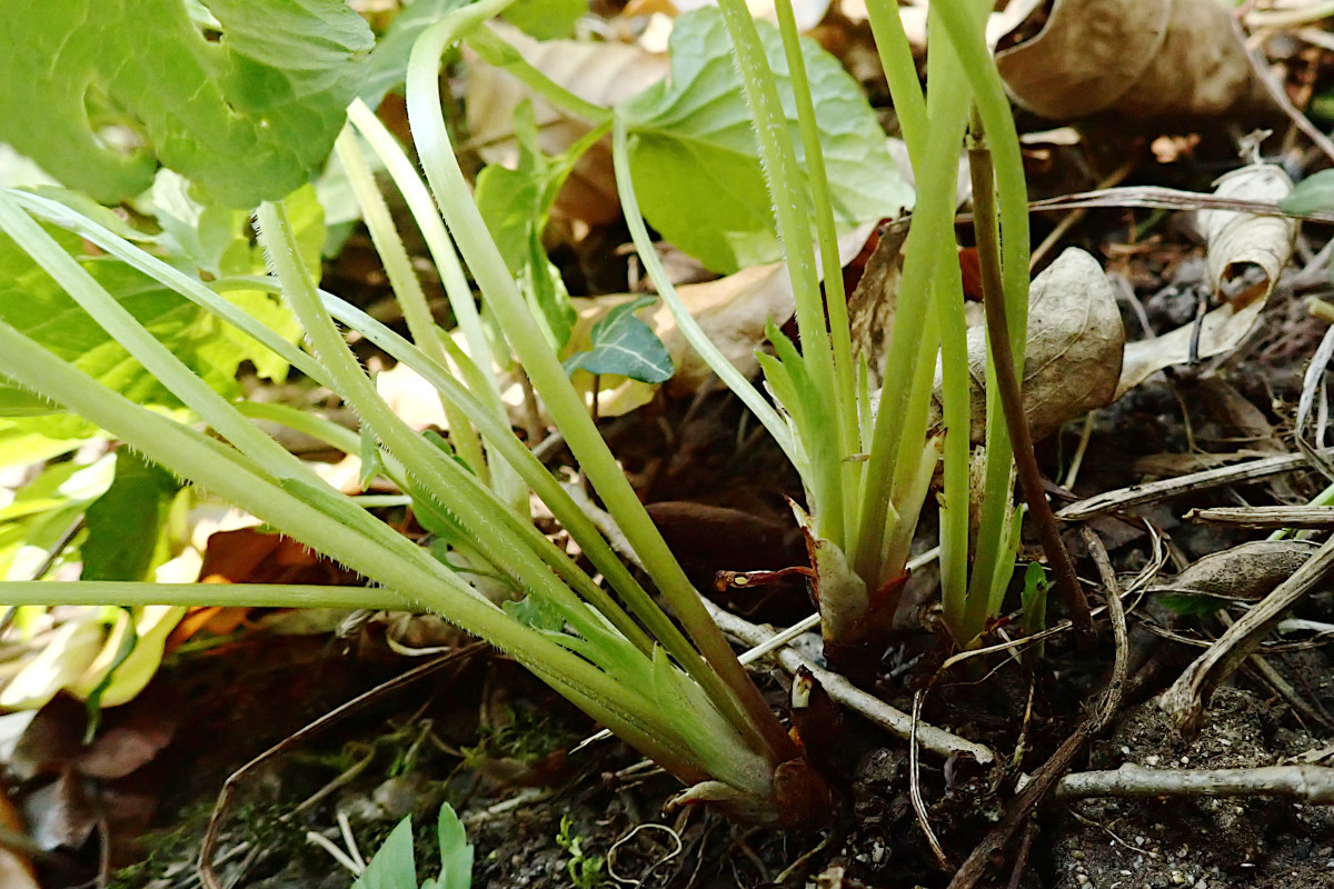 Viola- h_04-2025.jpg