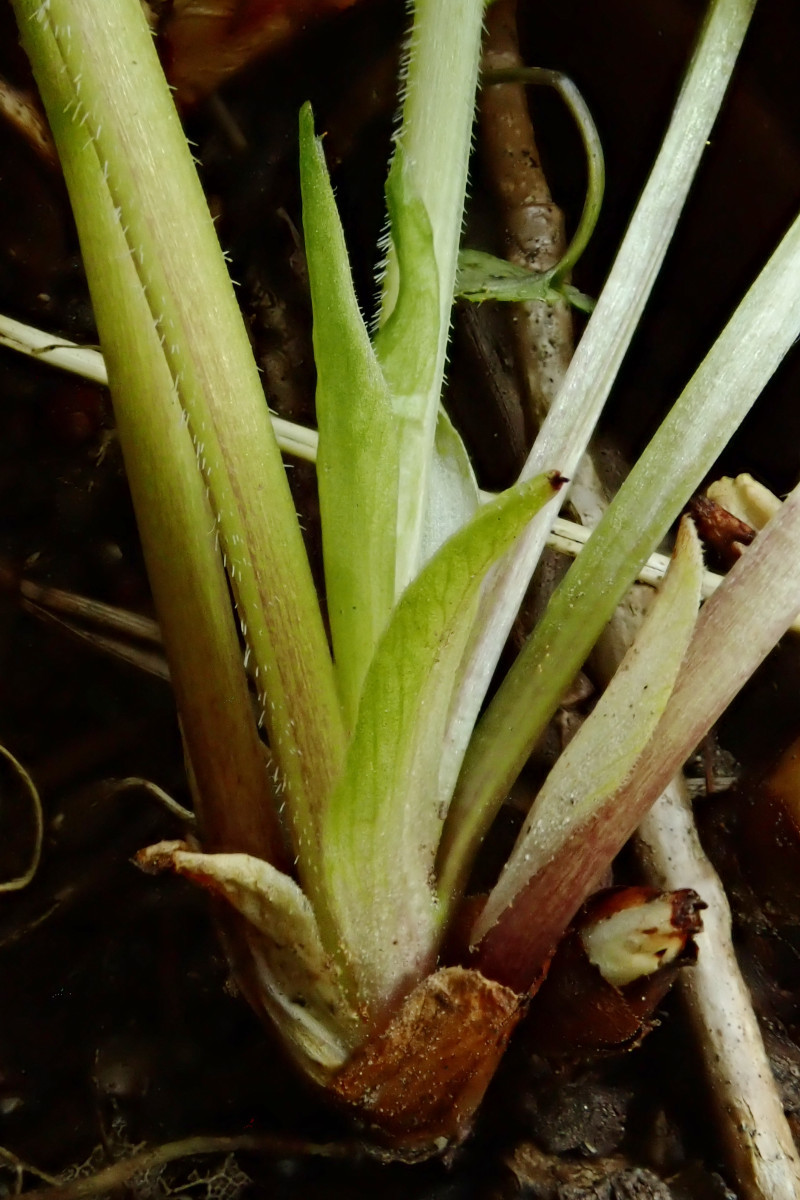 Viola-i_04-2025.jpg