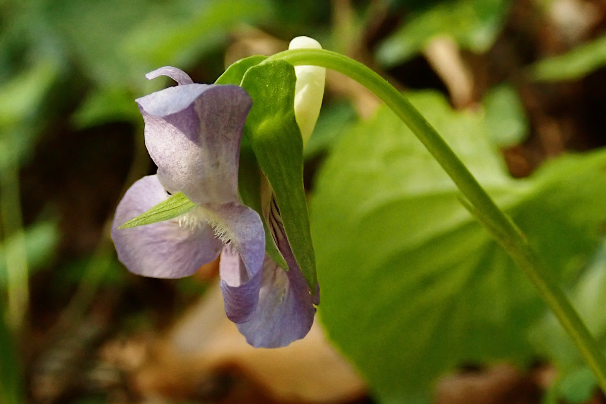 Viola-k_04-2025.jpg