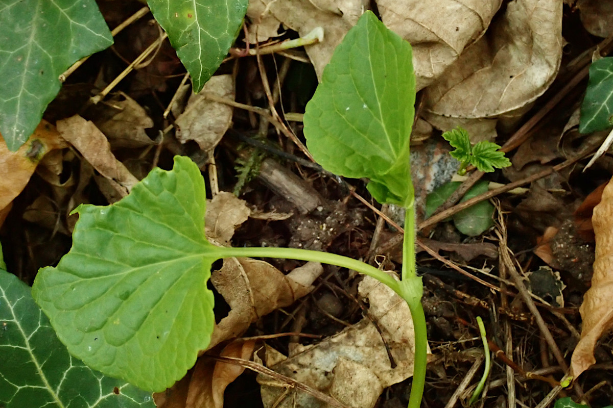 Viola-l_04-2025.jpg