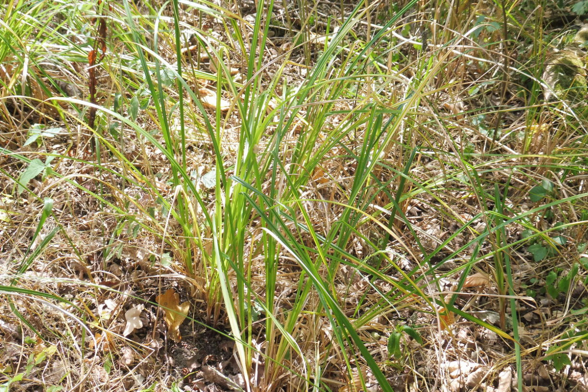 Carex buekii Oder 1.JPG
