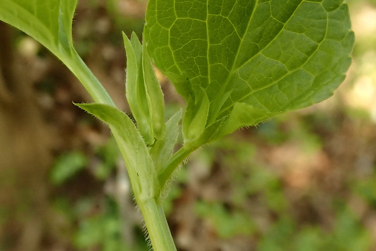 Viola-o_04-2025.jpg
