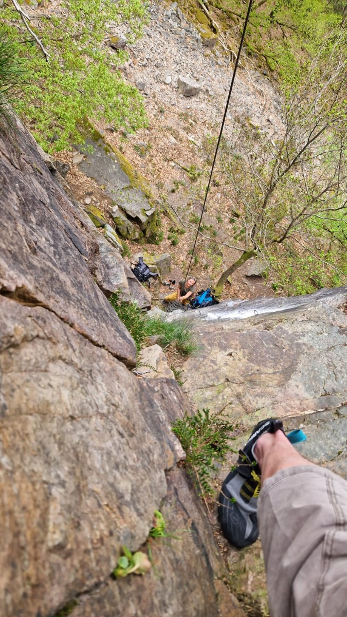 Unten links im Bild Umbilicus (rupestris)