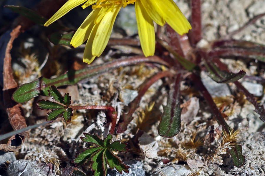 Taraxacum turfosum - Torf-Löwenzahn (Blätter).jpg