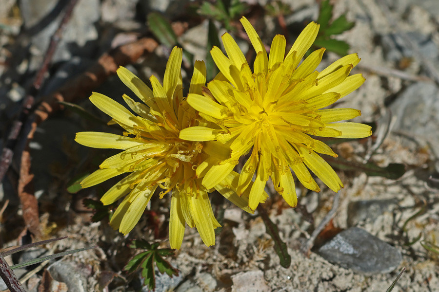 Taraxacum turfosum - Torf-Löwenzahn (Blüte, OS mit Pollen).jpg