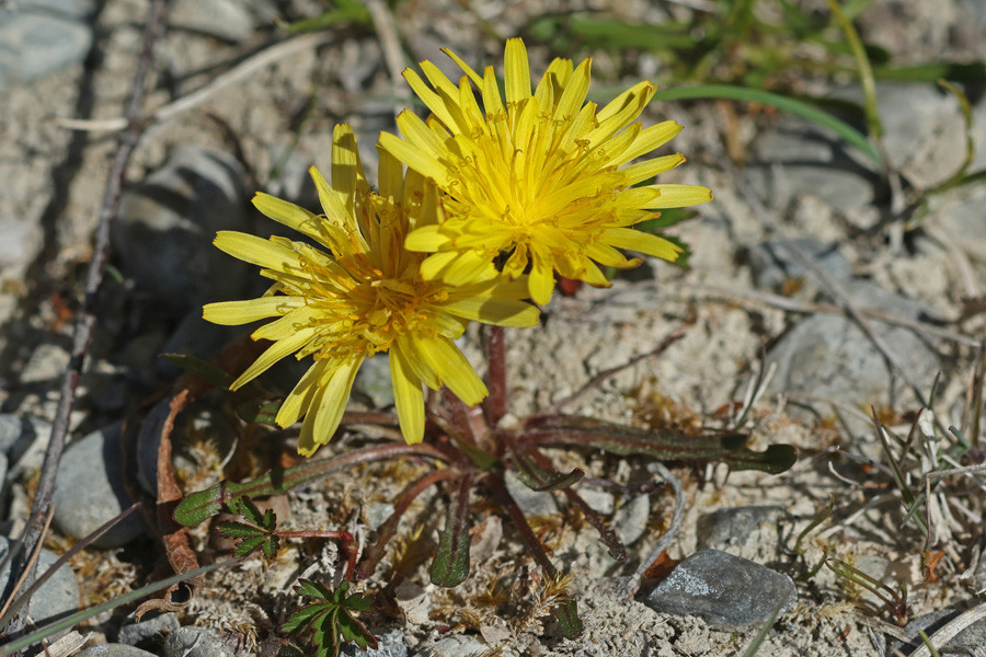 Taraxacum turfosum - Torf-Löwenzahn (Habitus).jpg