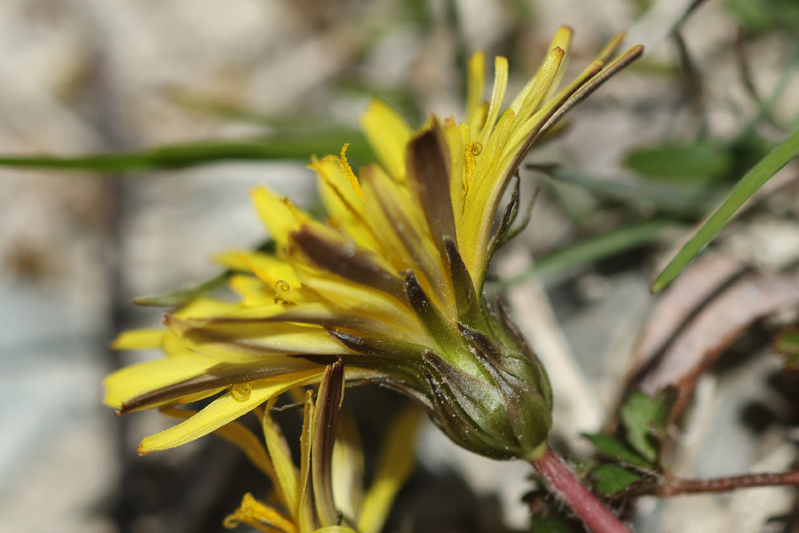 Taraxacum turfosum - Torf-Löwenzahn (Blüte, US).jpg