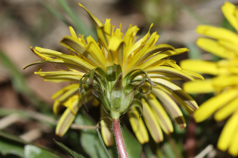 Taraxacum turfosum - Torf-Löwenzahn (Blüte, US) (2).jpg