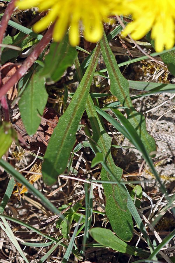 Taraxacum turfosum2 - Torf-Löwenzahn (Blätter).jpg