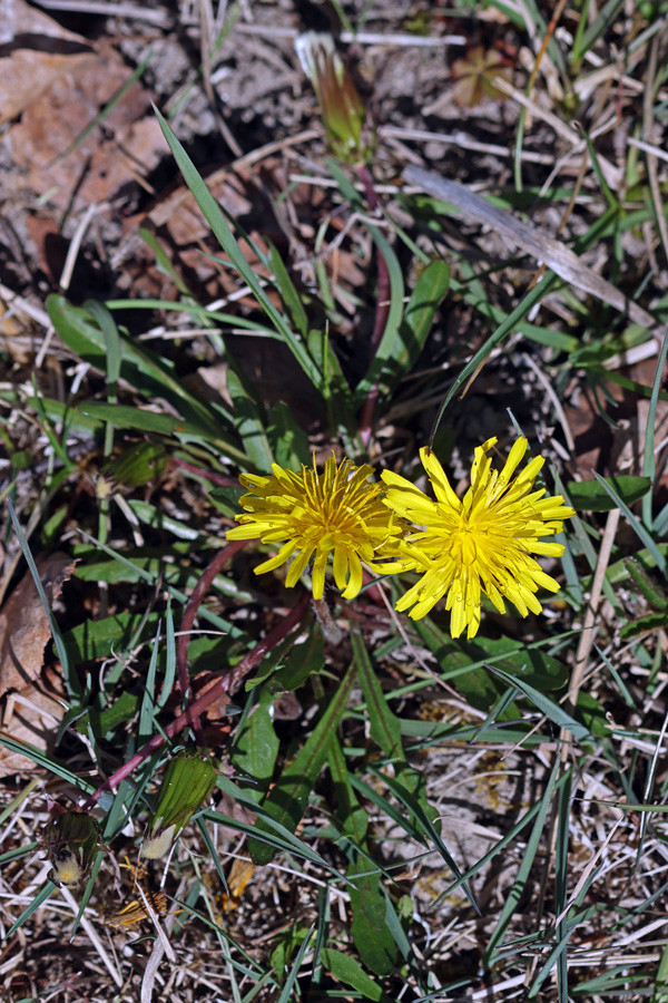 Taraxacum turfosum2 - Torf-Löwenzahn (OS).jpg