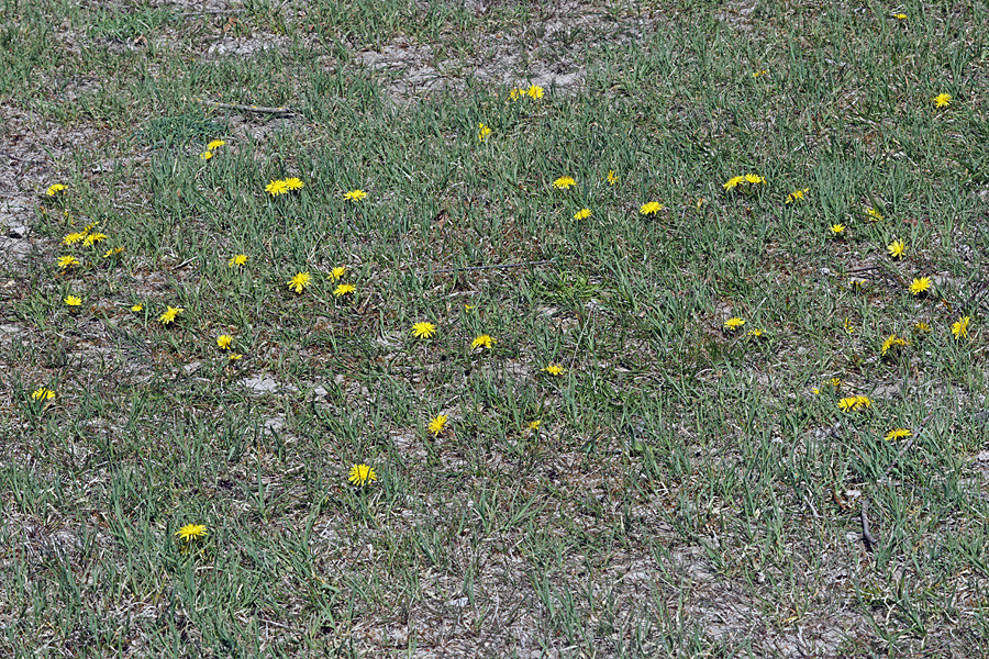Taraxacum turfosum - Torf-Löwenzahn (Habitat).jpg