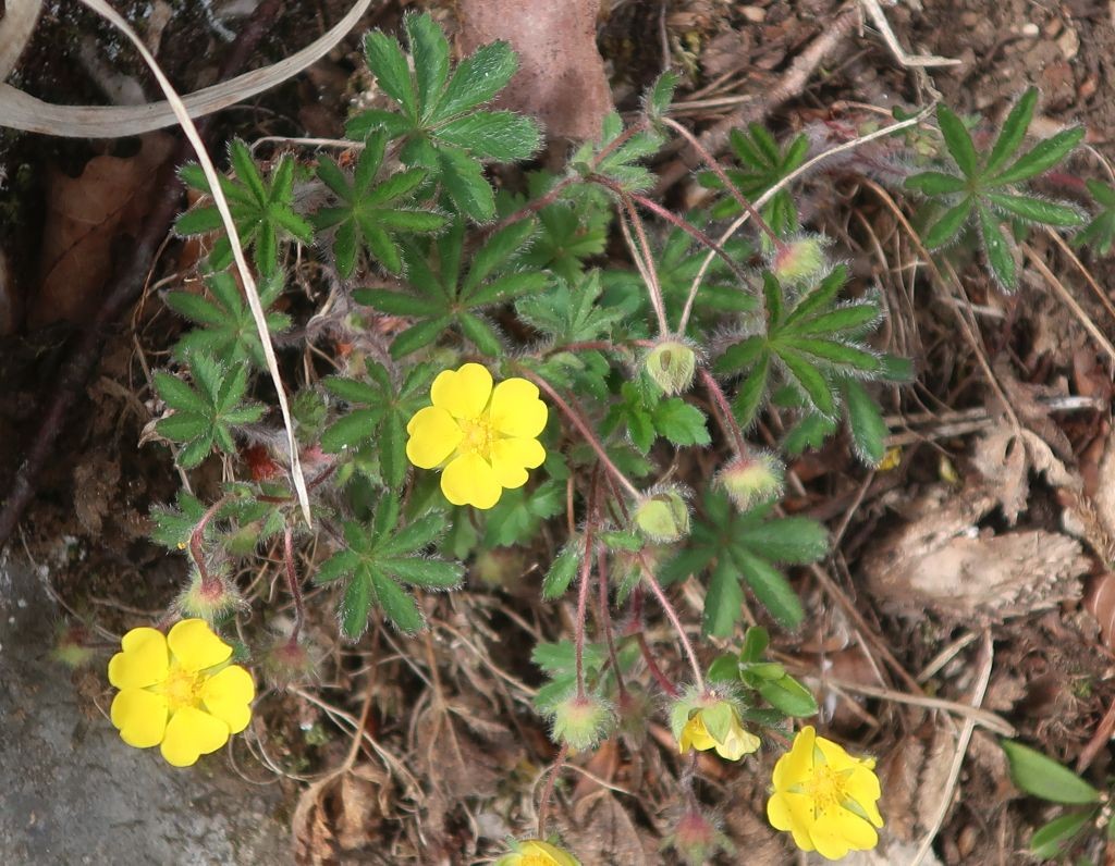 2_Potentilla heptaphylla 2_2025-04-15_Treuchtlingen.jpg