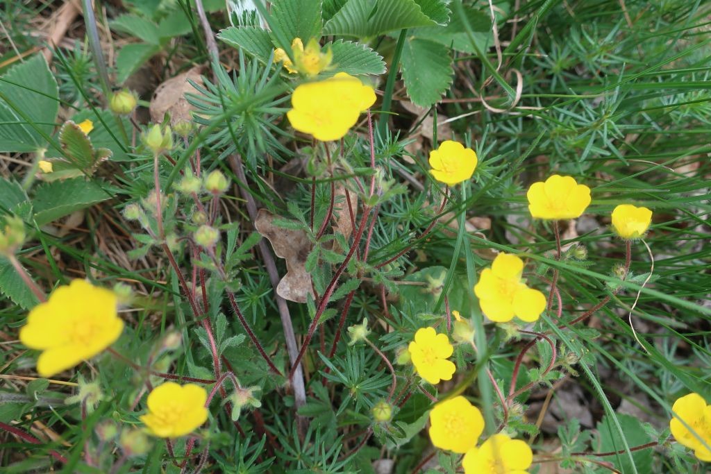 3_Potentilla cf heptaphylla x verna 1_2025-04-15_Treuchtlingen.jpg