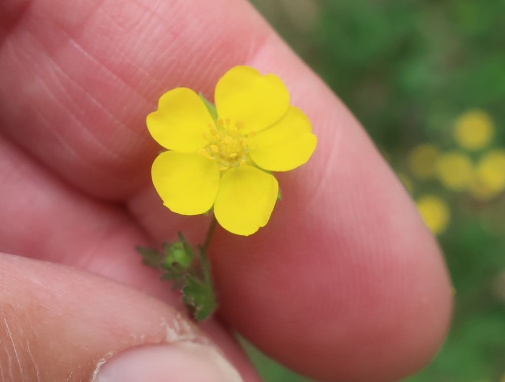 4_Potentilla cf heptaphylla x verna 2_2025-04-15_Treuchtlingen.jpg