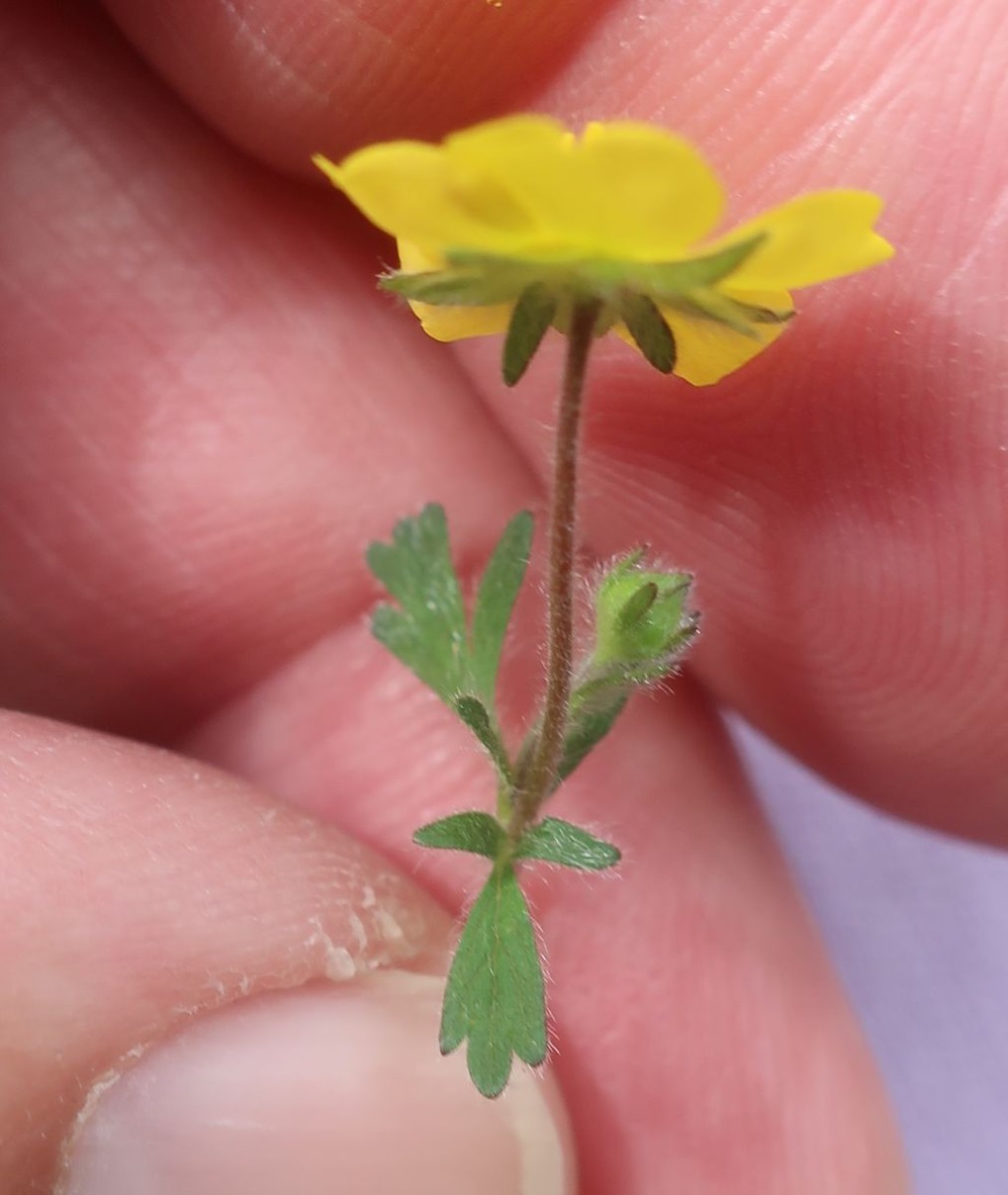 5_Potentilla cf heptaphylla x verna 3_2025-04-15_Treuchtlingen.jpg
