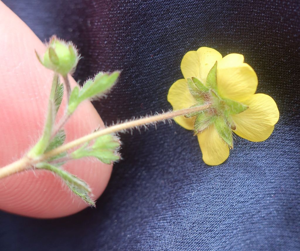 6_Potentilla cf heptaphylla x verna 5_2025-04-15_Treuchtlingen.jpg