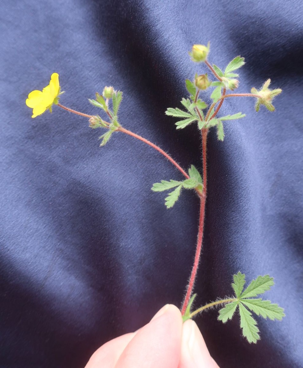 7_Potentilla cf heptaphylla x verna 4_2025-04-15_Treuchtlingen.jpg