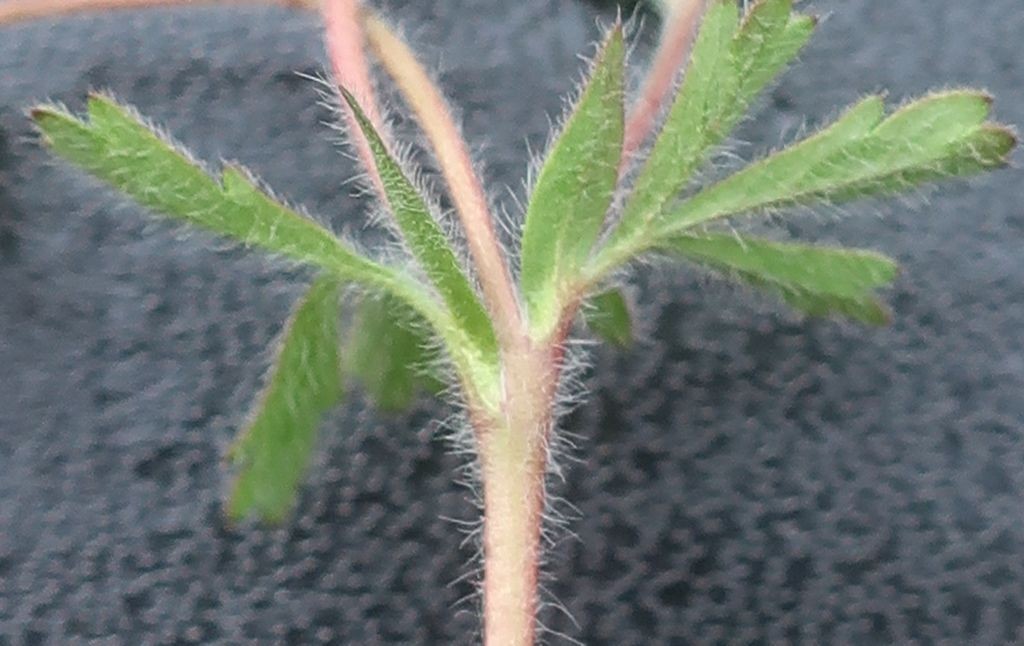 8_Potentilla cf heptaphylla x verna 6_2025-04-15_Treuchtlingen.jpg