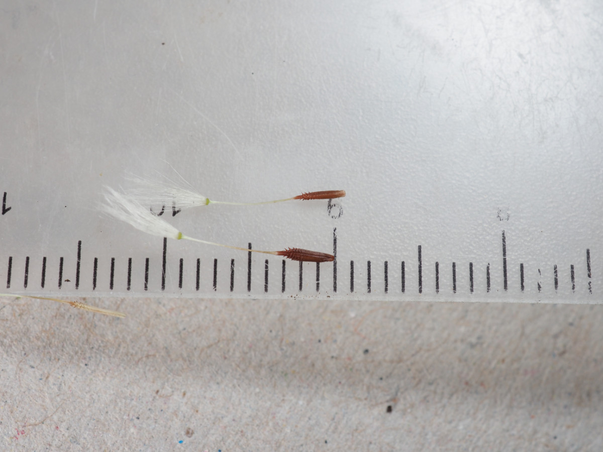 P4162391.JPG