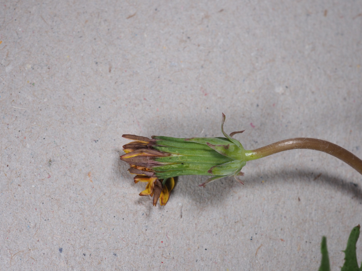 P4162384.JPG