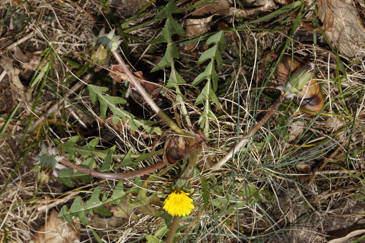 Taraxacum sp gezähnter lacistophyllum 25-032 KA ErzbergerStr A01.jpg