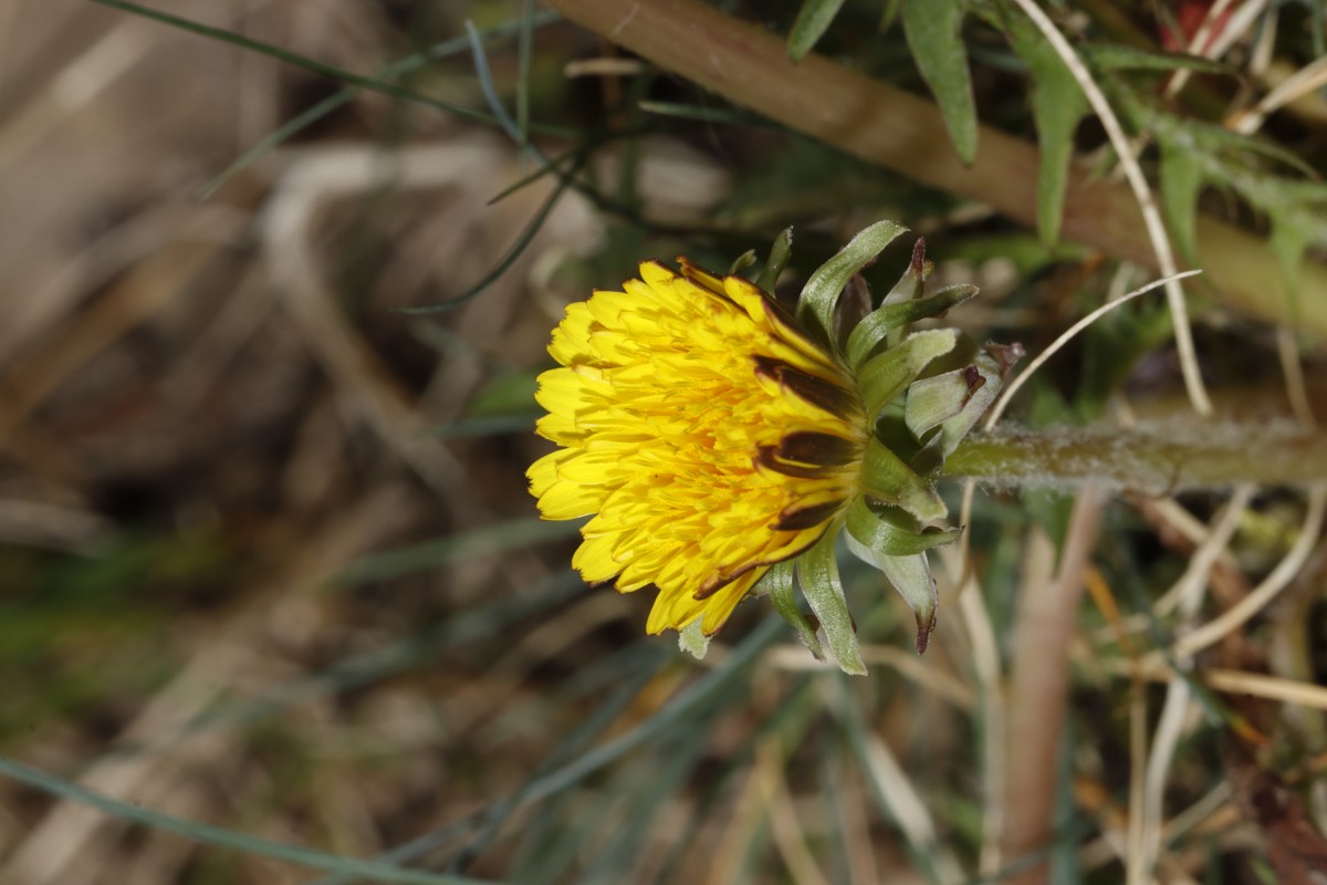Taraxacum sp gezähnter lacistophyllum 25-032 KA ErzbergerStr A05.jpg